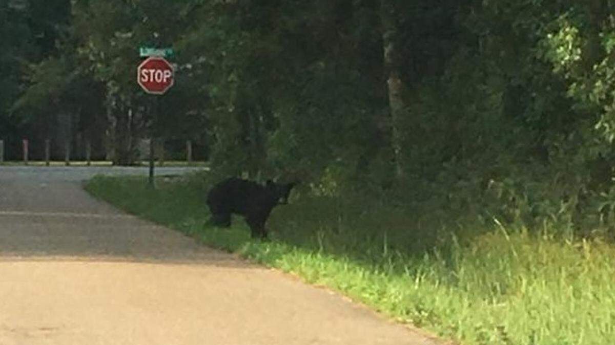 A bear was spotted Wednesday morning roaming in the area of Lorraine Road and Ollie Road.