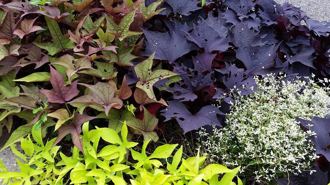 Ornamental sweet potatoes are low-maintenance choice 