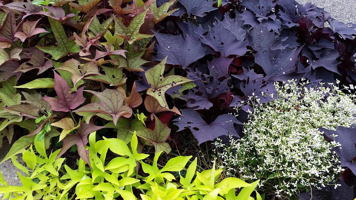 GARY BACHMAN/MISSISSIPPI STATE UNIVERSITY EXTENSIONThe deep purple of a Sweet Caroline Bewitched sweet potato vine grows alongside the Bright Ideas Rusty Red and Bright Ideas Lime varieties, with Diamond Frost Euphorbia providing a pop of tiny white flowers.