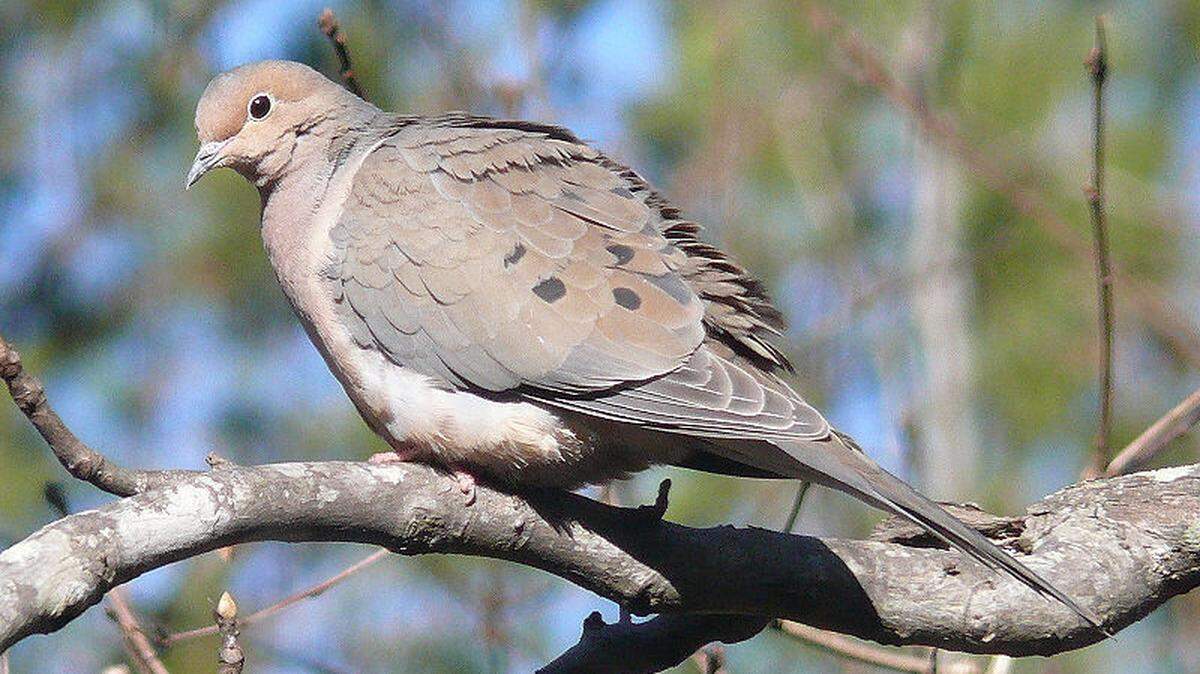 SUBMITTED PHOTO 
 Mourning doves, such as this one, and other migratory game birds are protected by federal regulations that prohibit baiting.