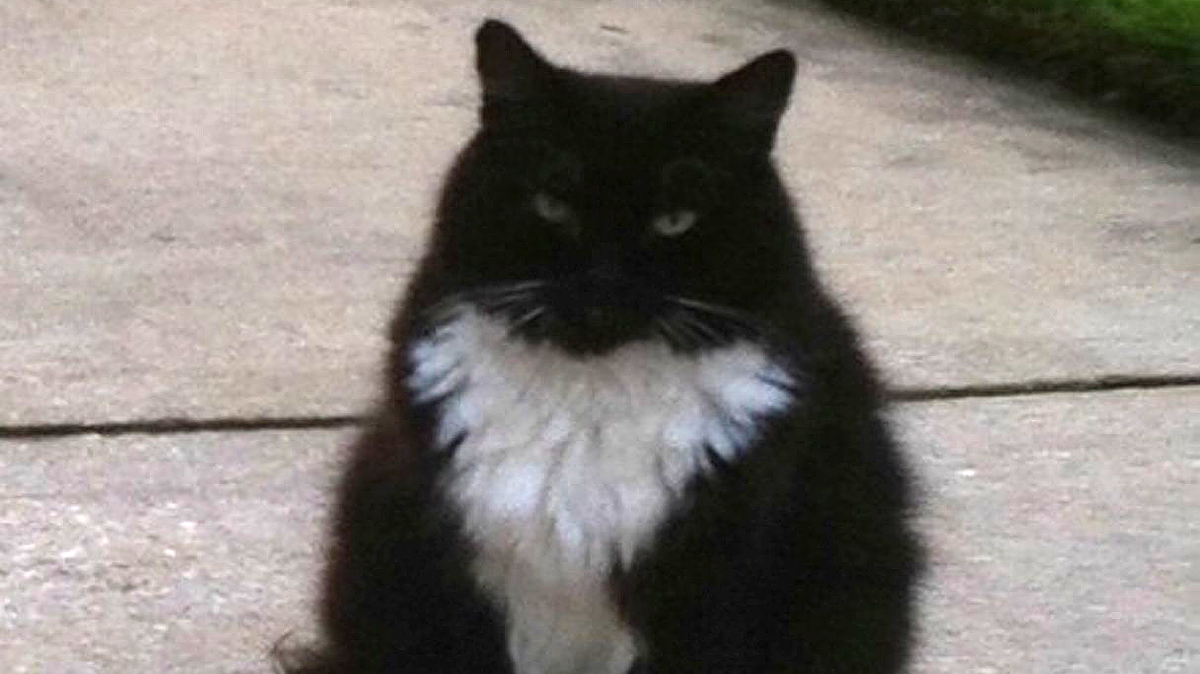 PHOTO COURTESY OF VIRGINIA SIMONS 
 Sylvester the cat is pictured before his brush with a coyote Saturday. The cat ran off, but owner Virginia Simons and Sylvester were reunited Monday evening.