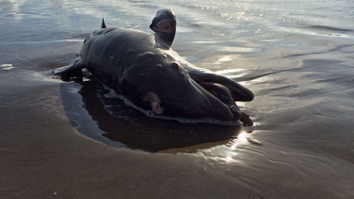 ASSOCIATED PRESS/FILEIn this May 2015 photo, a dead dolphin washes ashore in the Gulf of Mexico on Grand Isle, La. NOAA scientists said in a report released one year ago there are links between BP's catastrophic 2010 oil spill and a spate of dolphin deaths since the spill.