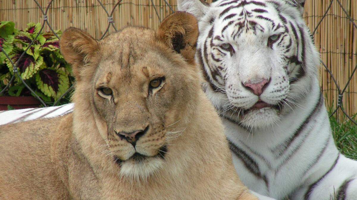 COURTESY COAST COLISEUMA family of lions and tigers will perform during the Coast Coliseum Summer Fair.