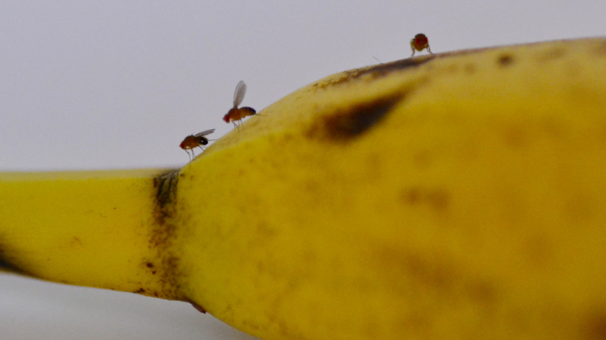 How to get fruit flies out of your North Texas home & keep them out