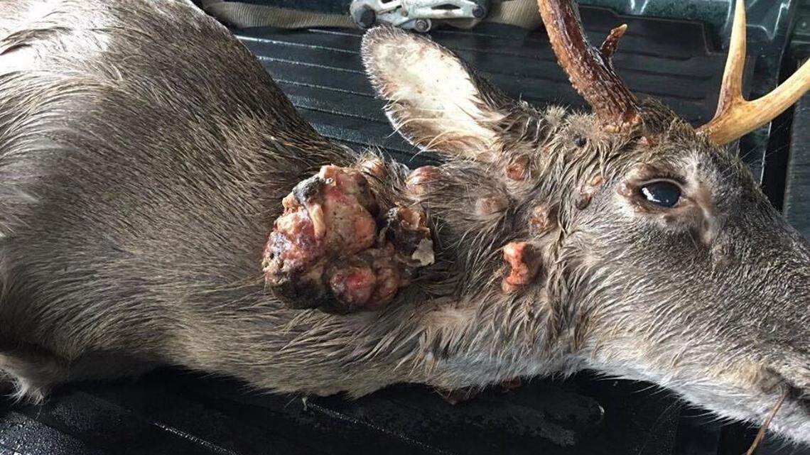 This deer, shot southeast of Tuscaloosa, Alabama, has a virus that causes large growths known as “deer warts.”