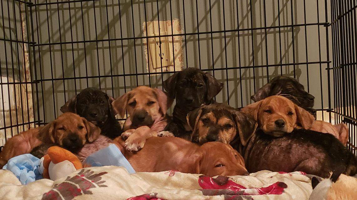 A South Carolina married couple is credited with rescuing 19 puppies found dumped in the woods behind their home near Holly Hill on May 26.