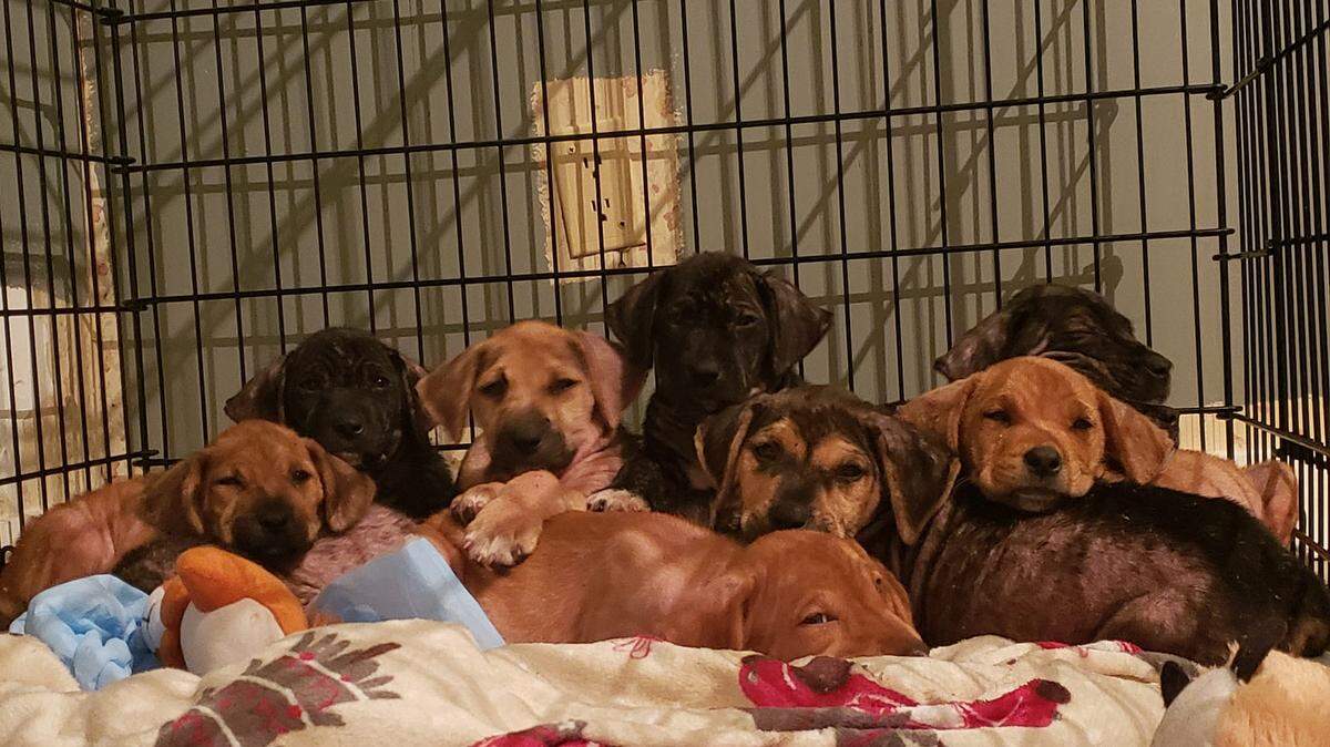 A South Carolina married couple is credited with rescuing 19 puppies found dumped in the woods behind their home near Holly Hill on May 26.