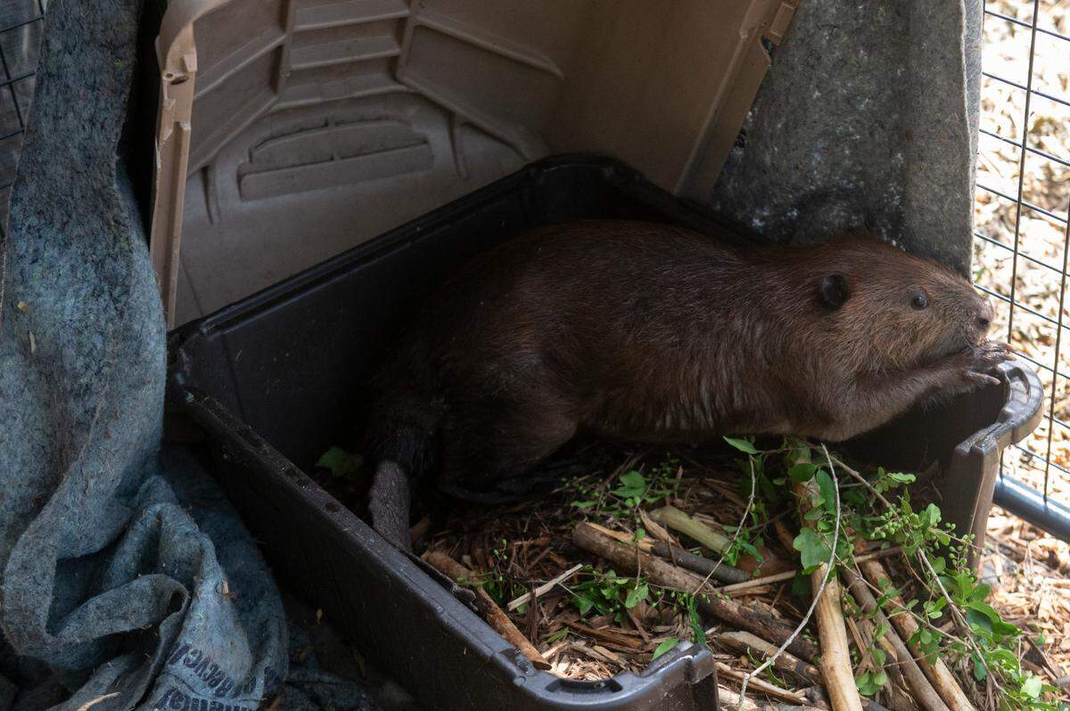 A beaver named Stormy wakes up in her enclosure at Muraco’s property on Thursday, Aug. 15, 2024. Stormy was rescued from an area near the Beau Rivage and Muraco is caring for her as she recovers from a parasite.