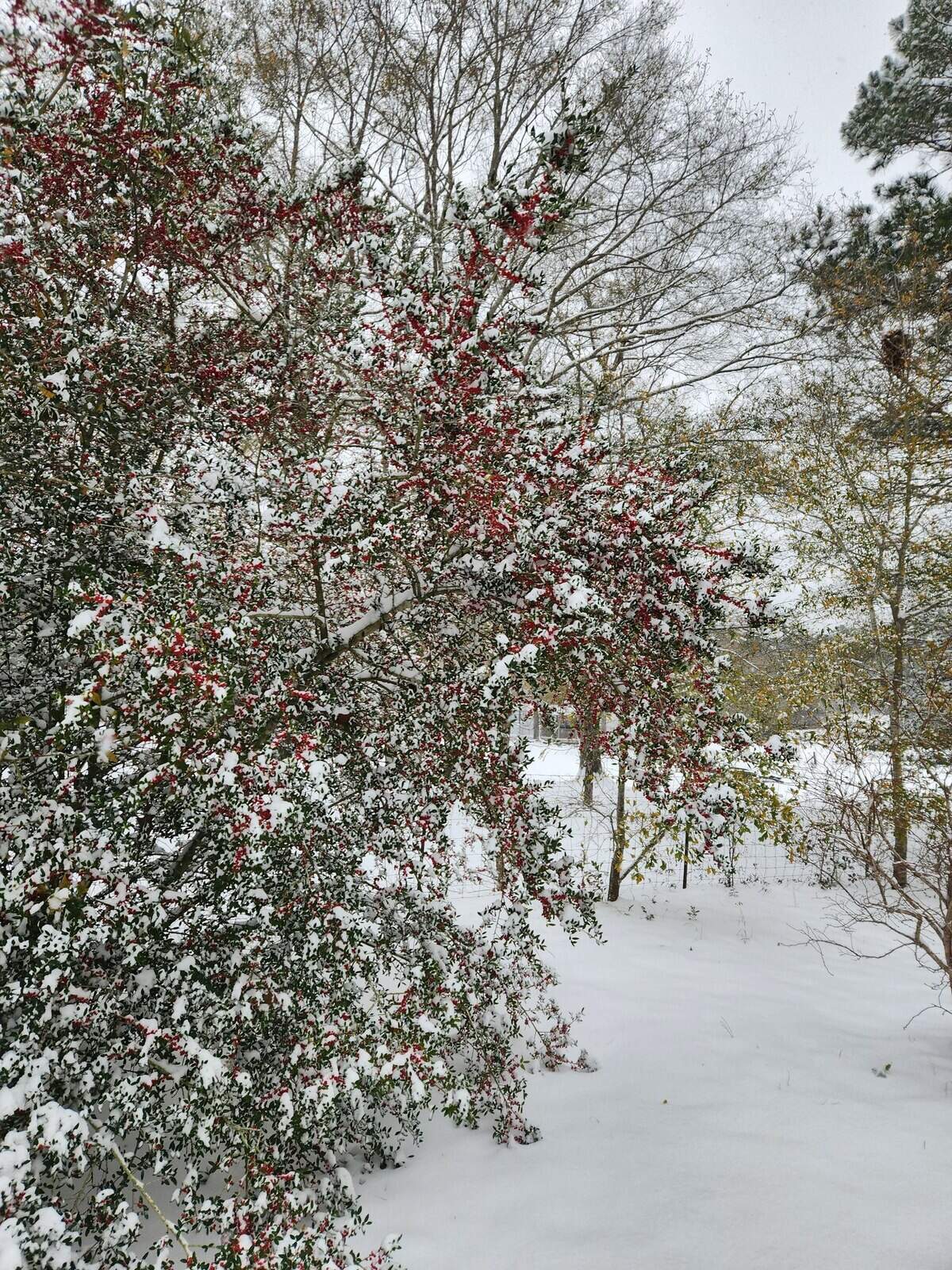 Kathy McCardle Addison sent in this photo of a “winter wonderland” in Saucier.
