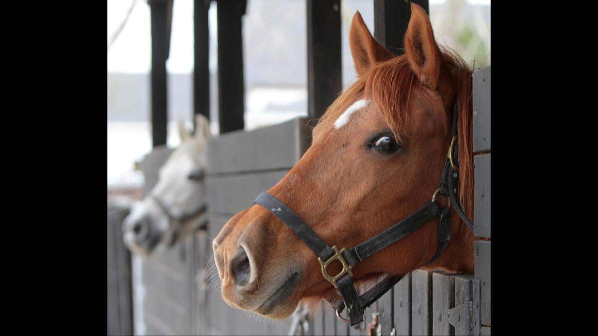 A pair of horses looks out from their stall at George and Peggy Schloegel’s house in Gulfport in 2014. The couple enjoyed raising Paso Finos and Peruvian Pasos.