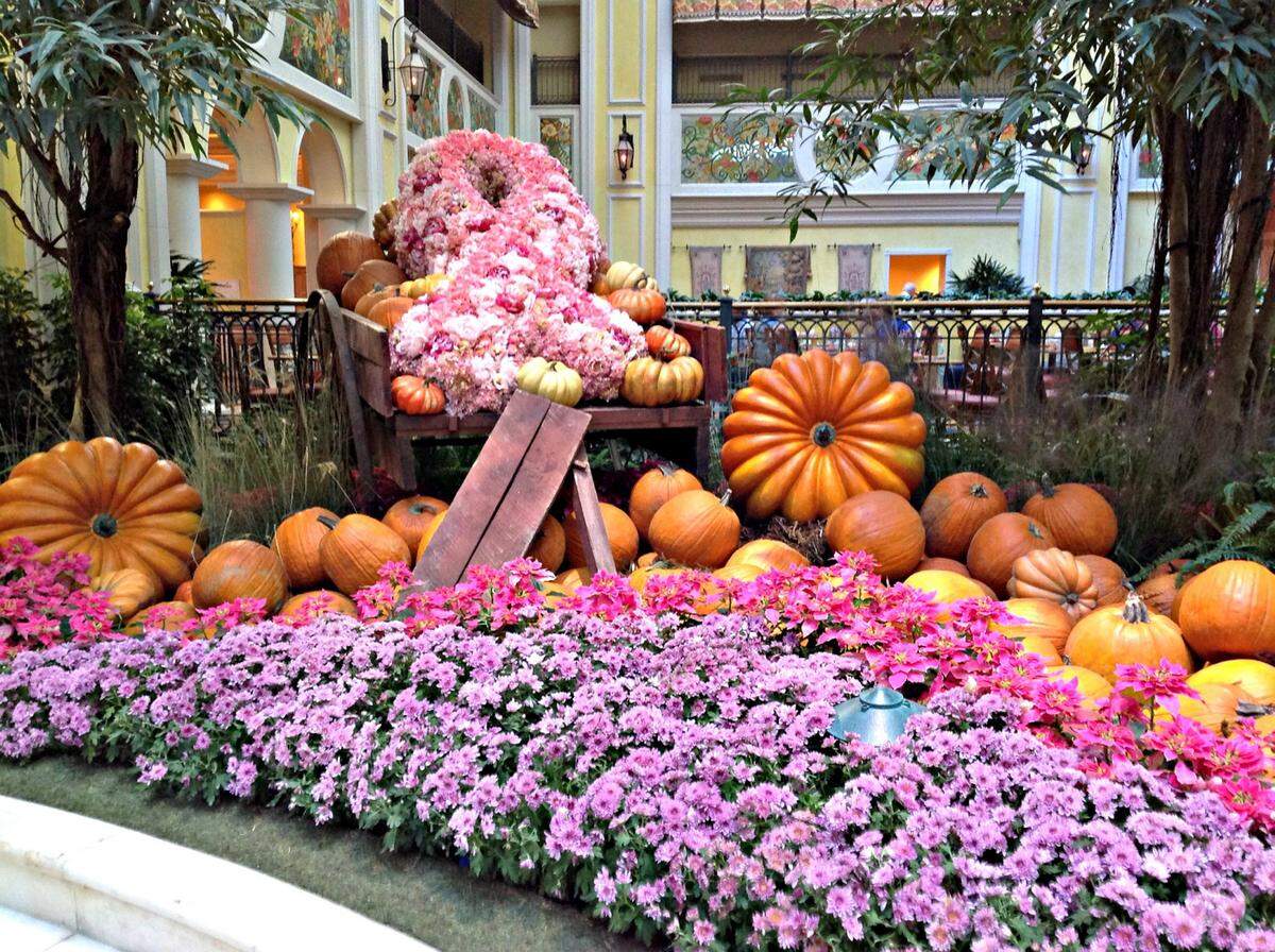 Pumpkins and fall mums displayed in the atrium at Beau Rivage Resort and Casino in Biloxi create a holiday display and breast cancer awareness.