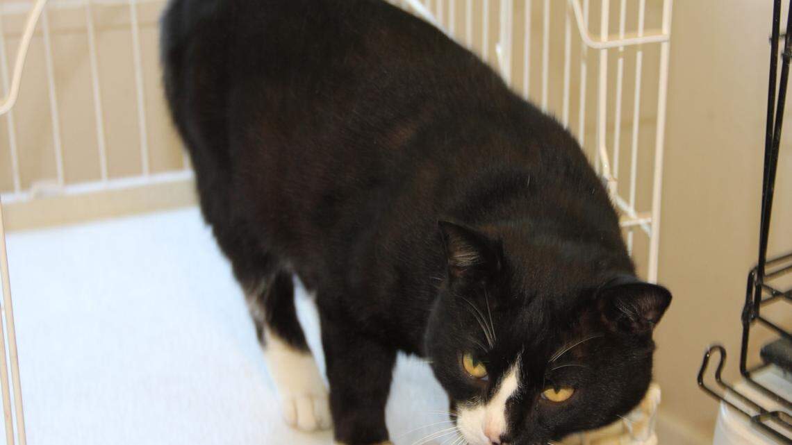 Pet of the week for Stone County SPCA 