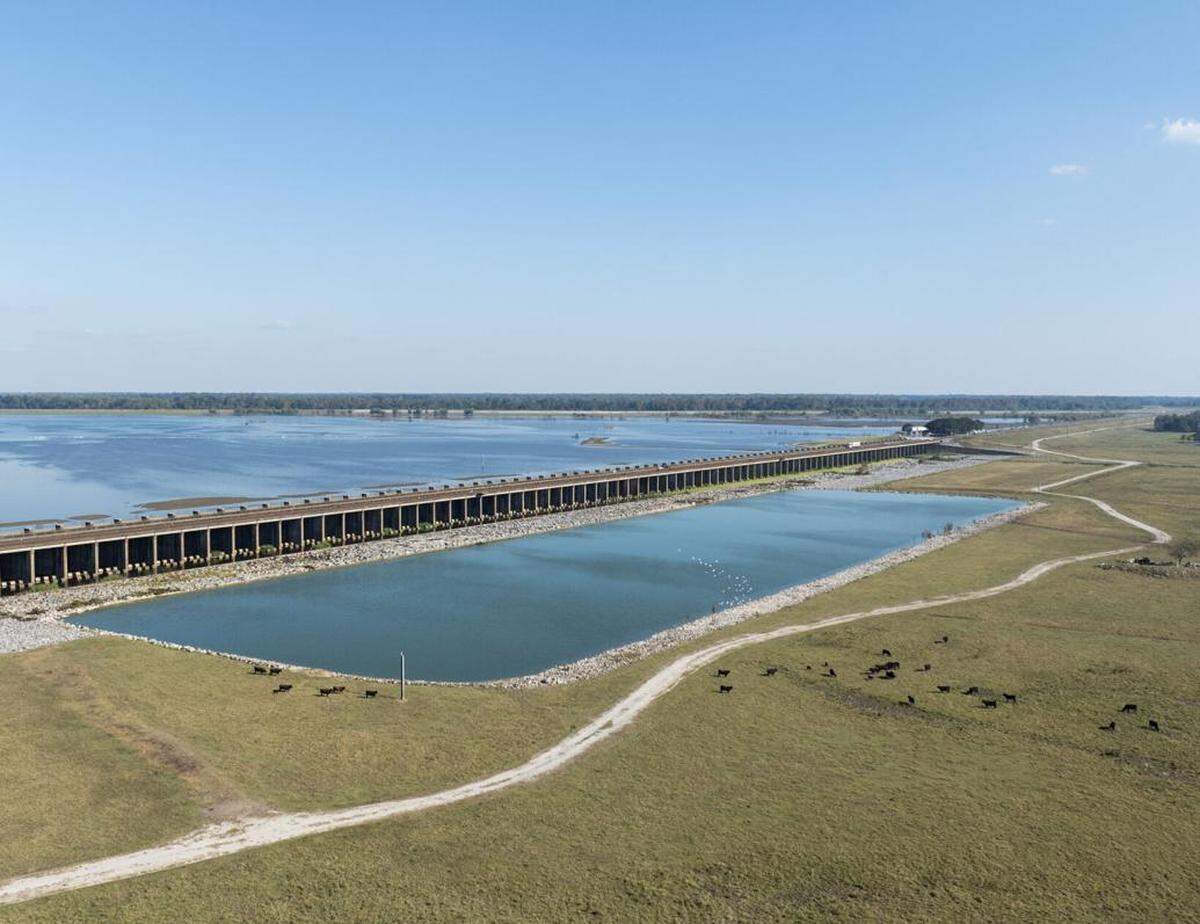 Cattle graze in a field next to the spillway on October 16, 2025, in Morganza, Louisiana.
