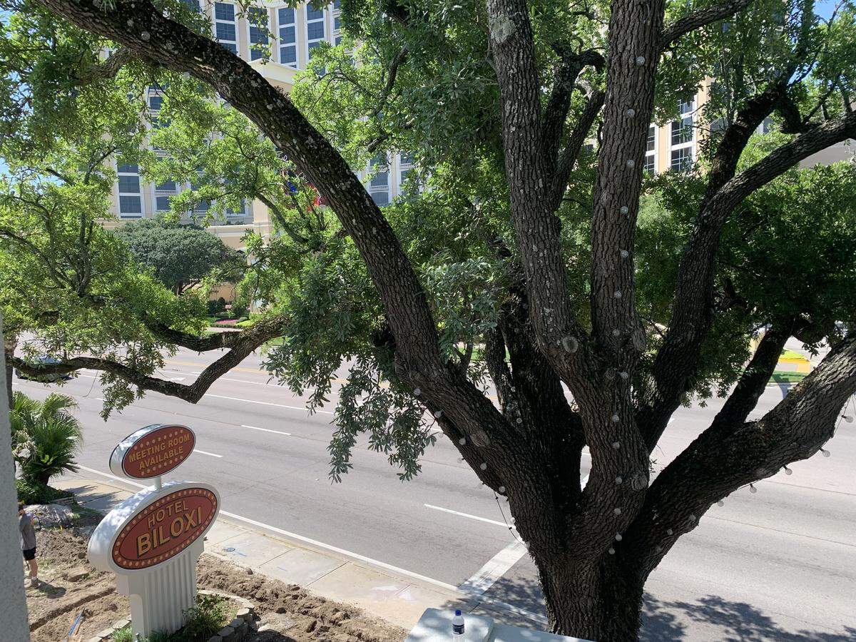 A live oak tree graces the front and side of Hotel Biloxi, across the street from Beau Rivage Resort and Casino and Keesler Federal Park baseball stadium in downtown Biloxi.