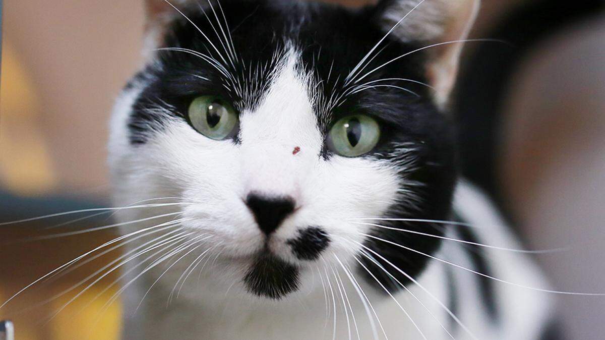 William (30751577), a 3-year-old male domestic shorthair mix, is the featured pet of the week for the Humane Society of South Mississippi, 2615 U.S. 49, Gulfport. For details about adopting a pet, call 863-3354 or check out hssm.org. All animals adopted through HSSM are spayed/neutered, given shots and are microchipped. Other pets are also available at the Hancock County Animal Shelter, 7175 Texas Flat Road, Kiln, 466-4516, or the Jackson County Animal Shelter, 4400 Audubon Drive, Gautier, 497-6350. Contact each shelter for adoption fees.