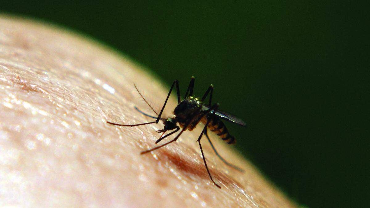 A a mild, damp spring in Mississippi could lead to an increase in termites, ticks and mosquitoes, pest experts said.