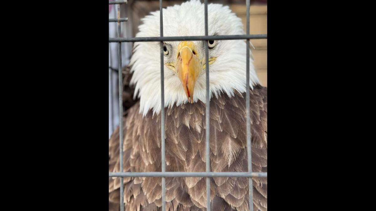 A bald eagle named Orin was delivered to Wild at Heart Rescue in Jackson County. Then she laid an egg.