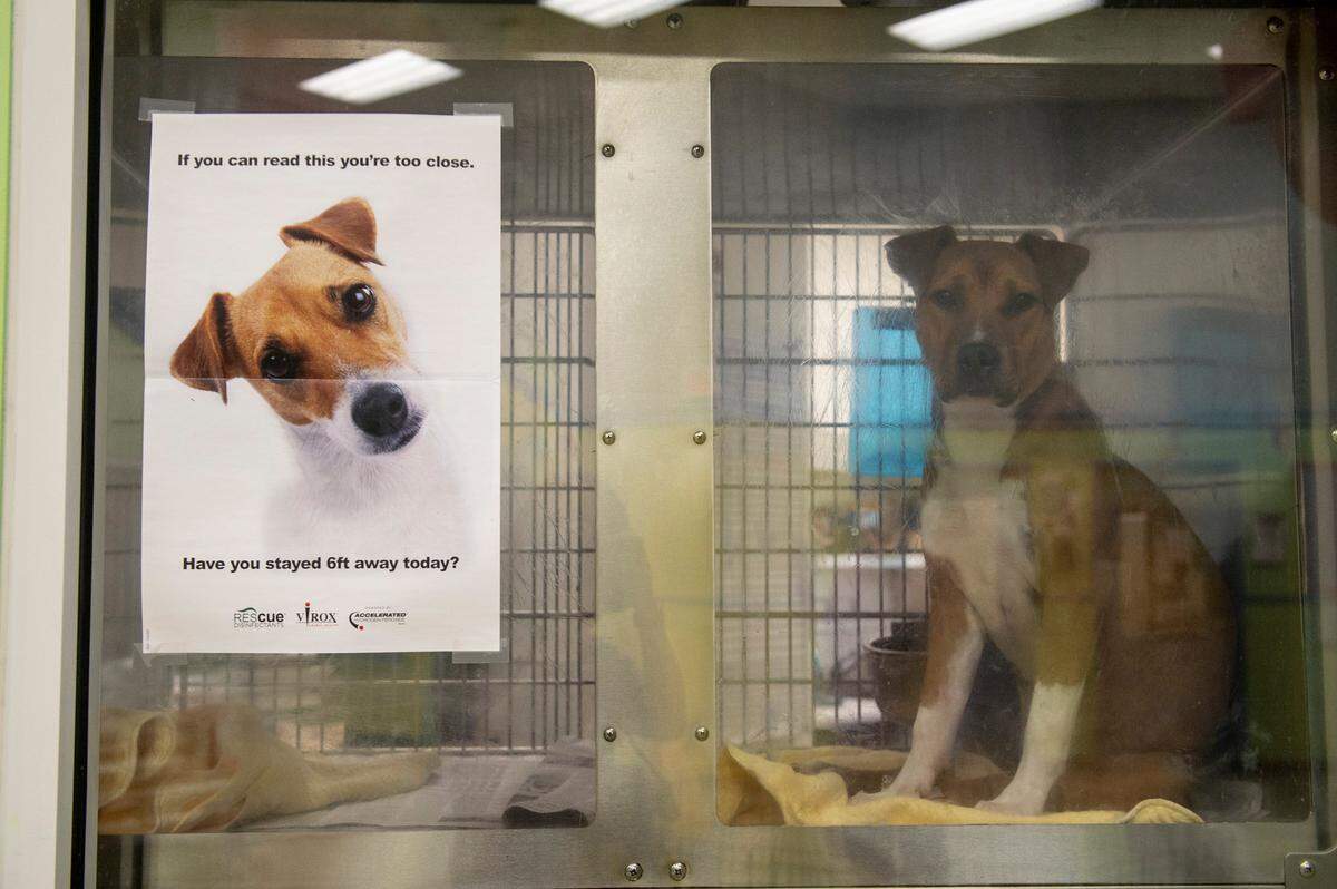 A dog looks out from his kennel at the Humane Society of South Mississippi in Gulfport on Thursday, July 7, 2022.