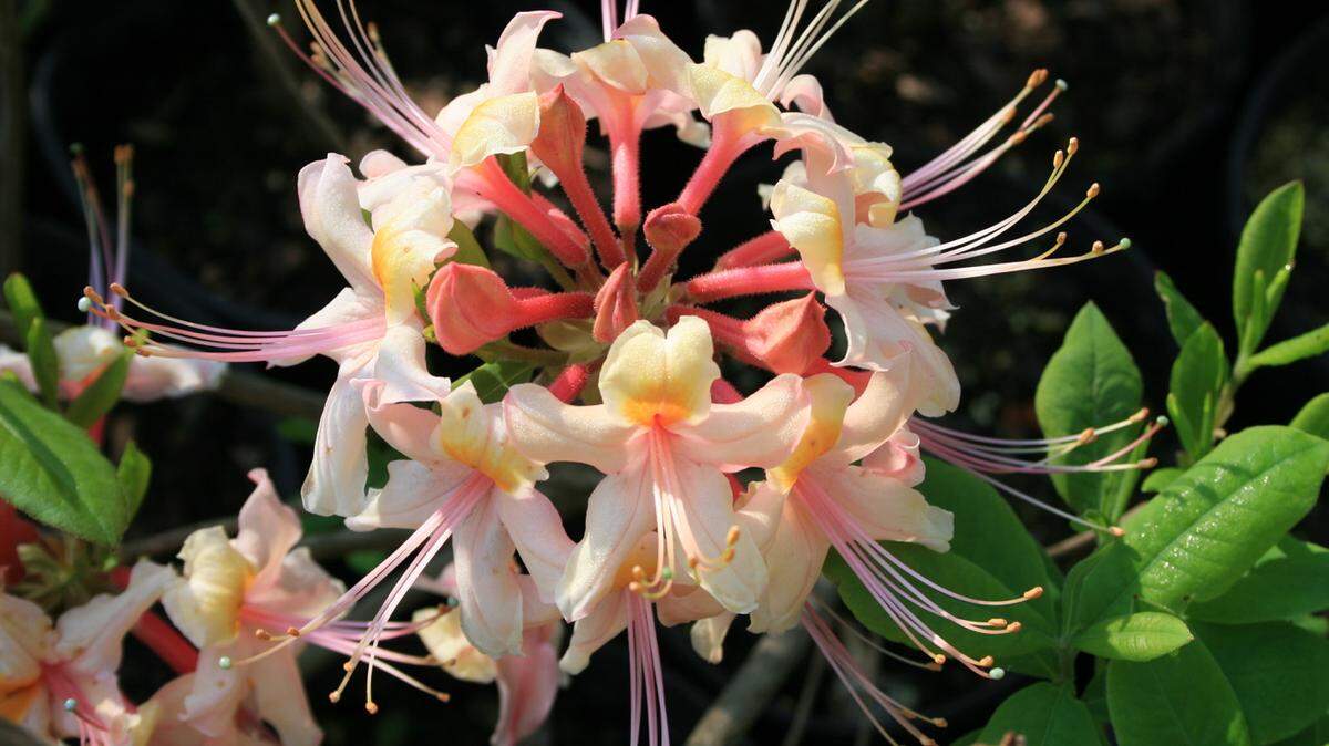GARY BACHMAN/MISSISSIPPI STATE UNIVERSITY EXTENSIONNative azaleas such as this piedmont or honeysuckle azalea are among the first plants to bloom in the spring.