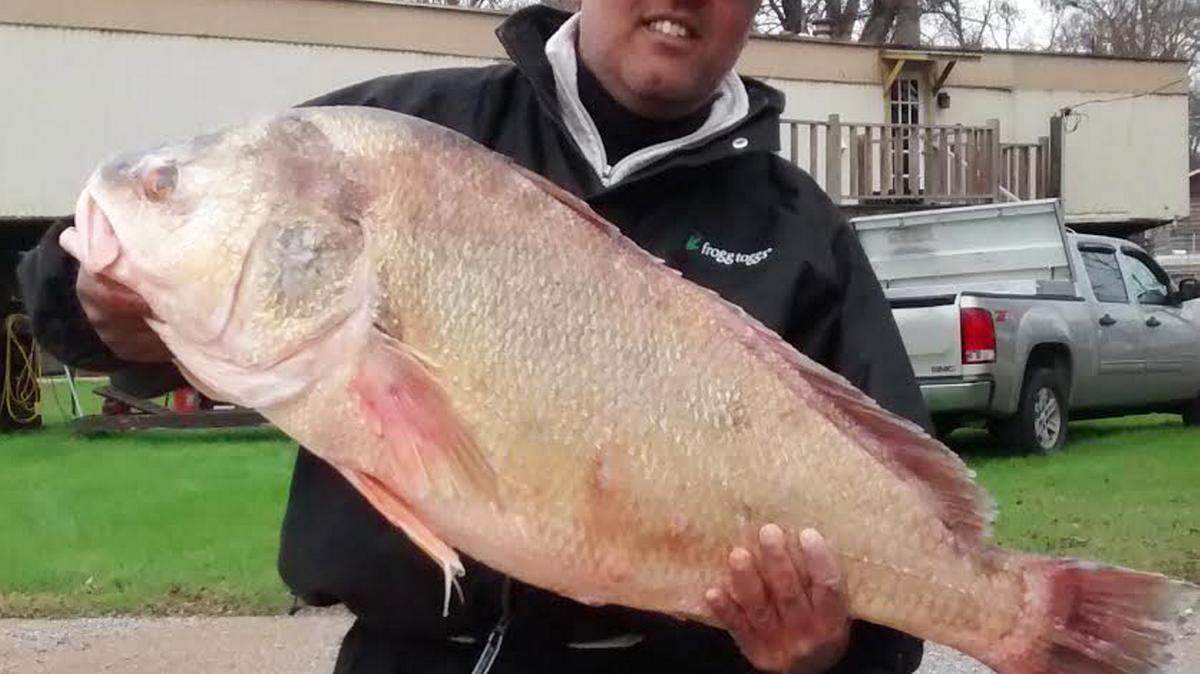 WILLIAM CAREY UNIVERSITYDr. John Smith, an assistant professor of biomedical sciences at the William Carey Universitset the new state record for freshwater drum.