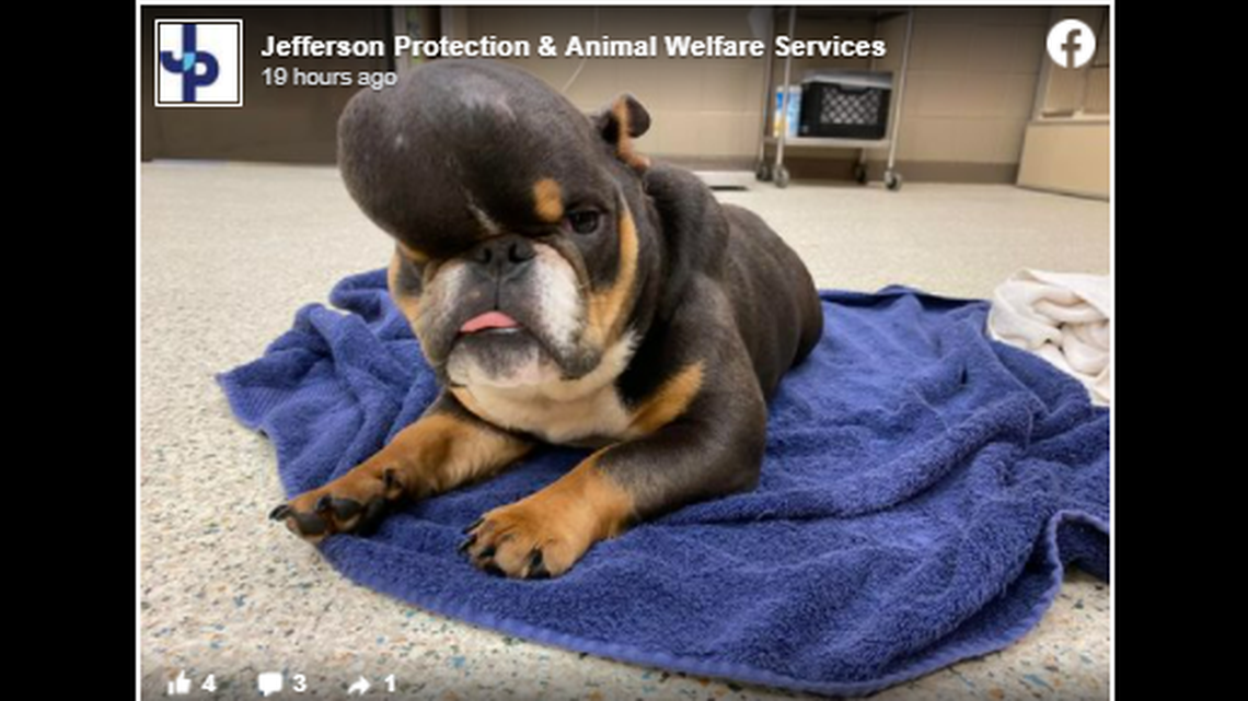 A stray dog with a monstrous deformity atop its head is getting a second chance after people in one Louisiana parish rallied resources for corrective surgery.