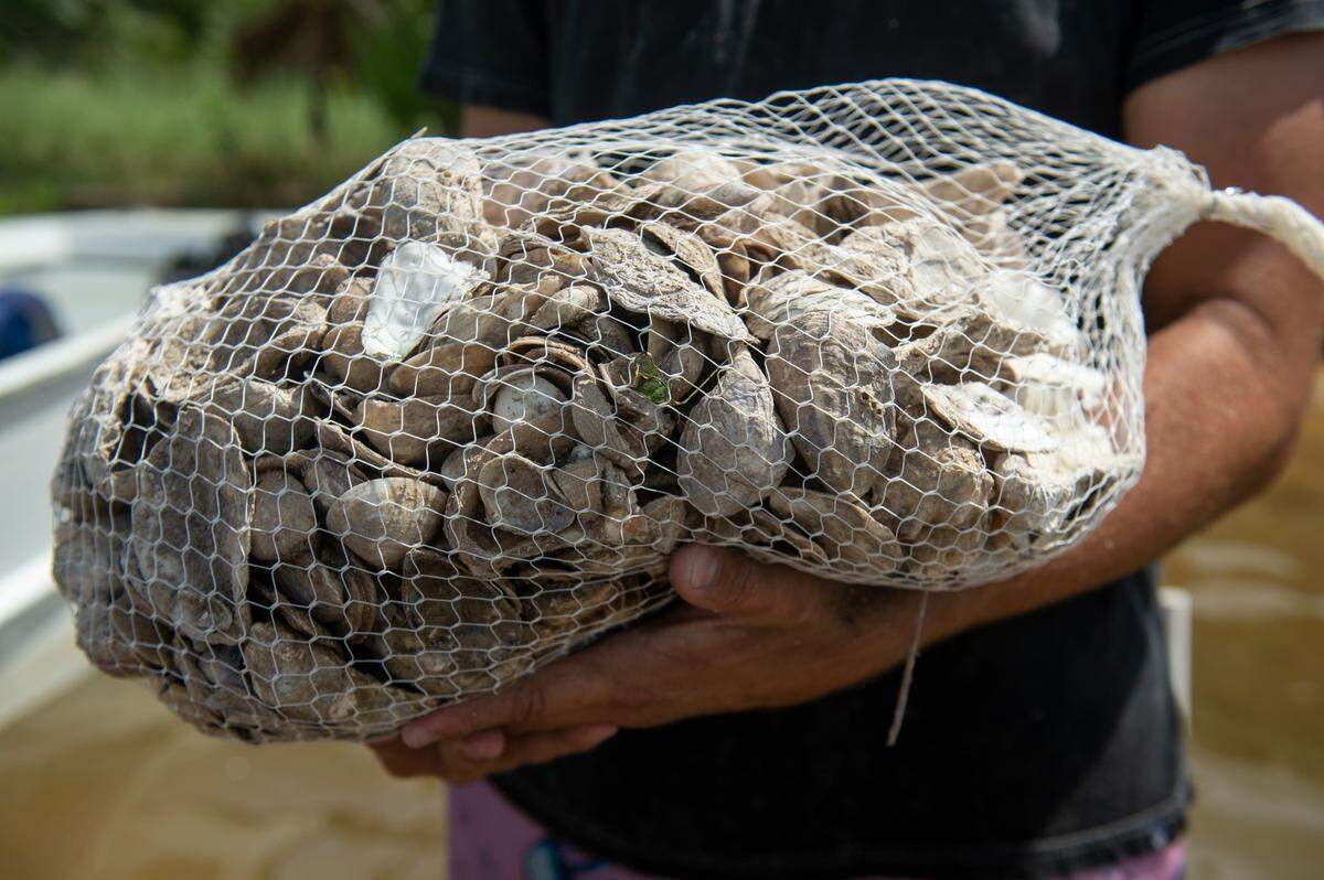 Bryce Coates, a USM Gulf Coast Research Summer Field Program student, holds a bag of oyster shells.