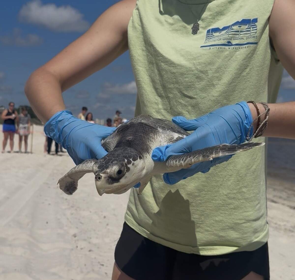 Goose, a Kemp’s ridley sea turtle, was rehabilitated at IMMS after being caught by Ocean Springs fishermen in April.