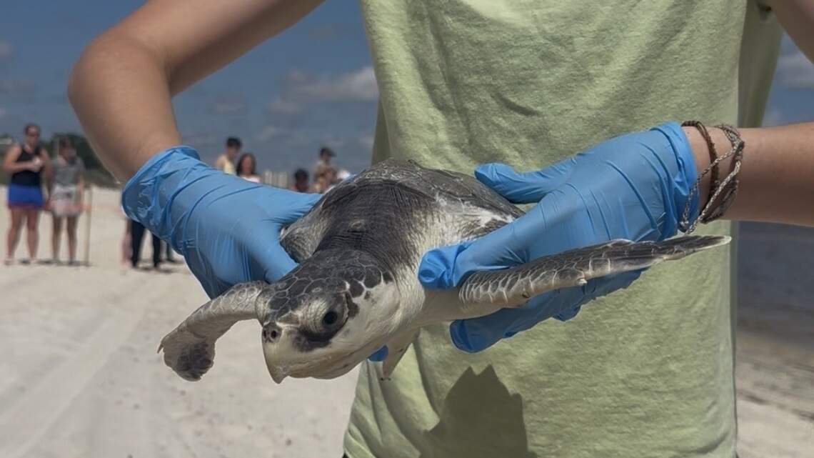 Hundreds gather to watch South MS release of one of world’s rarest sea turtles