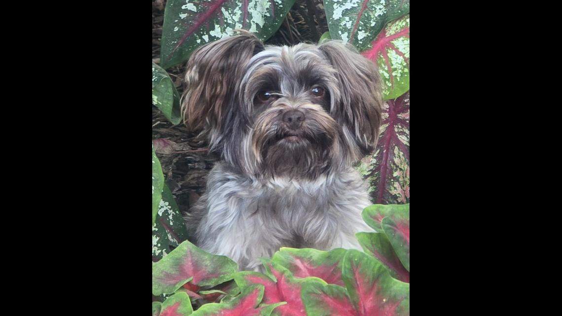 Subscribers have crowned the Coast’s cutest dog. Now we’re looking for the cutest cat