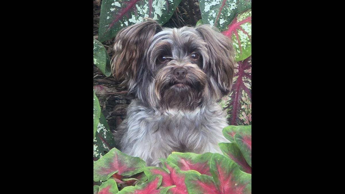 Charlie, a Yorkie mix, is the winner of the Sun Herald’s Cutest Dog on the Coast contest.
