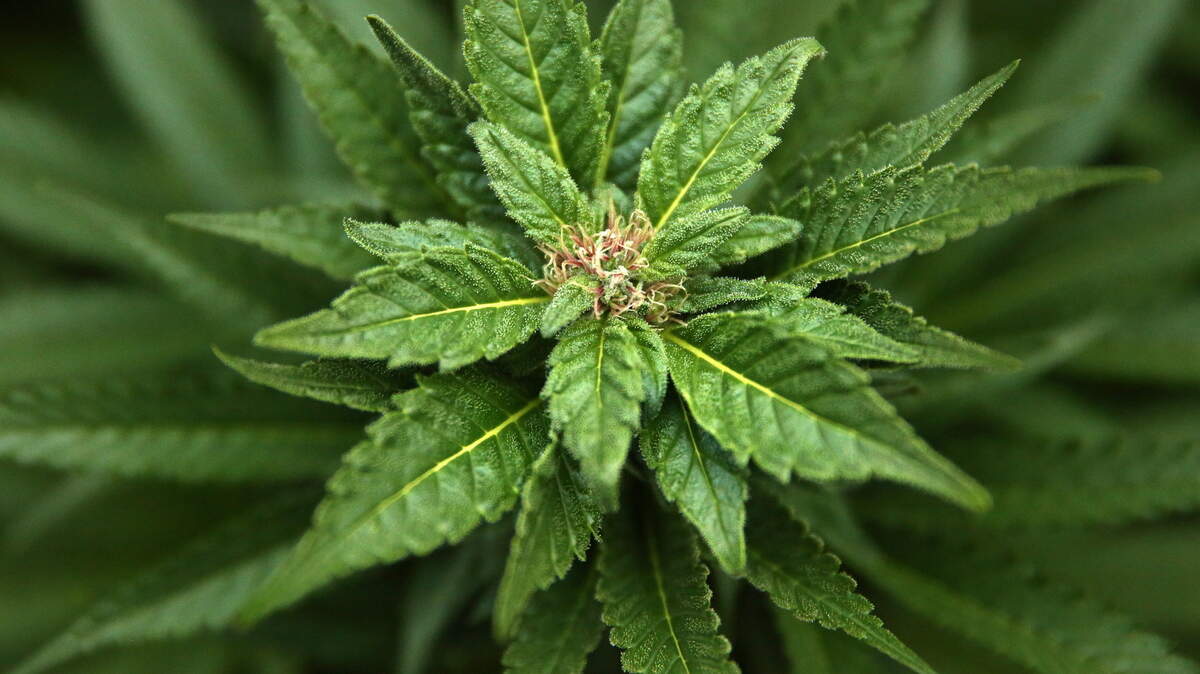 Medical marijuana grows in 2013 in Denver.