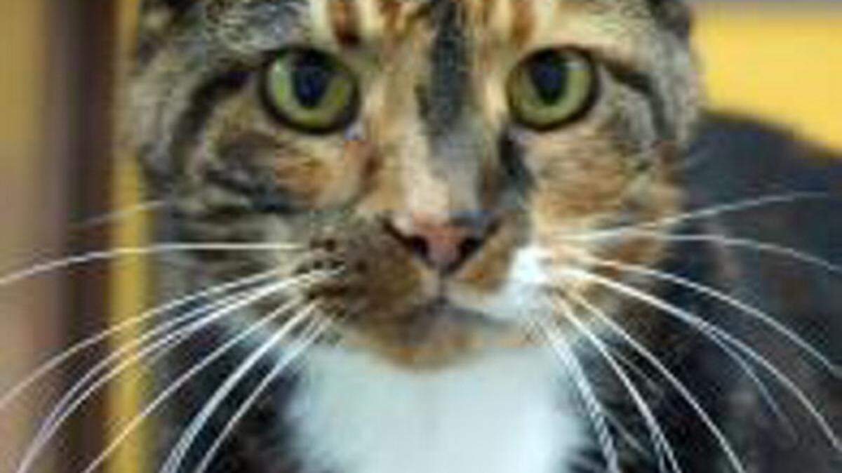 Madison (ID#A21638682), a 13-year-old calico female, is the featured pet of the week for the Humane Society of South Mississippi, 2615 U.S. 49, Gulfport. She was owner surrendered in 2013 because her family was moving but recently has come in as a stray. Madison is already spayed so she can go home the same day she is adopted. For details about adopting a pet, call 863-3354 or check out hssm.org. All animals adopted through HSSM are spayed/neutered, given shots and are microchipped. Other pets are also available at the Hancock County Animal Shelter, 7175 Texas Flat Road, Kiln, 466-4516, or the Jackson County Animal Shelter, 4400 Audubon Drive, Gautier, 497-6350. Contact each shelter for adoption fees.
