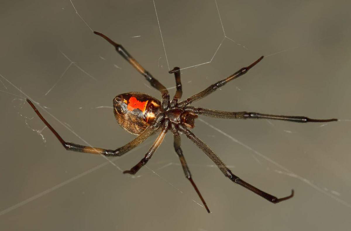 Brown widow spider