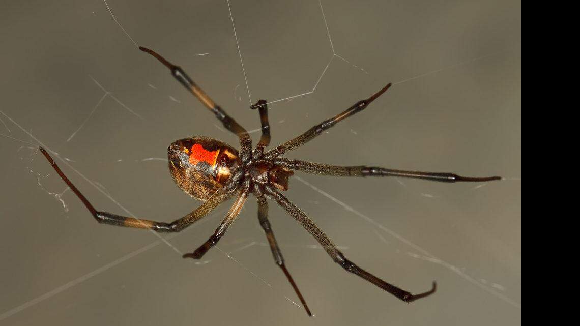 Be especially watchful for brown widow spiders
