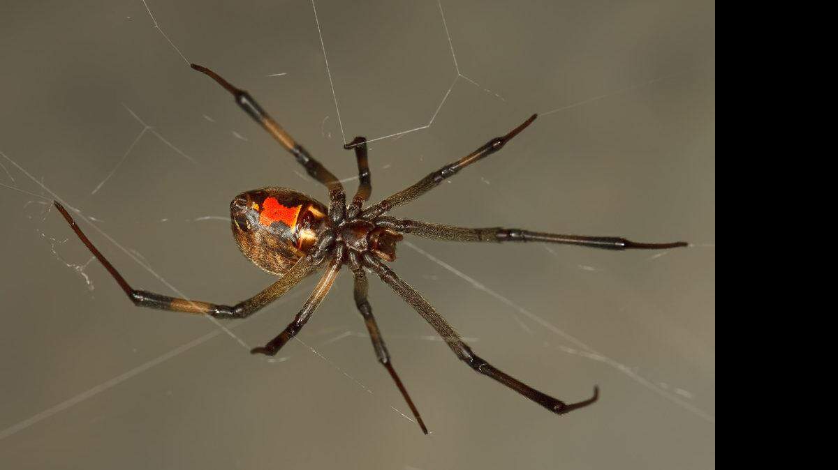 The brown widow spider is one of several venomous spiders found in Myrtle Beach.
