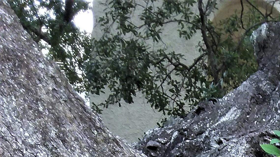 Friendship scar is a sign of endurance