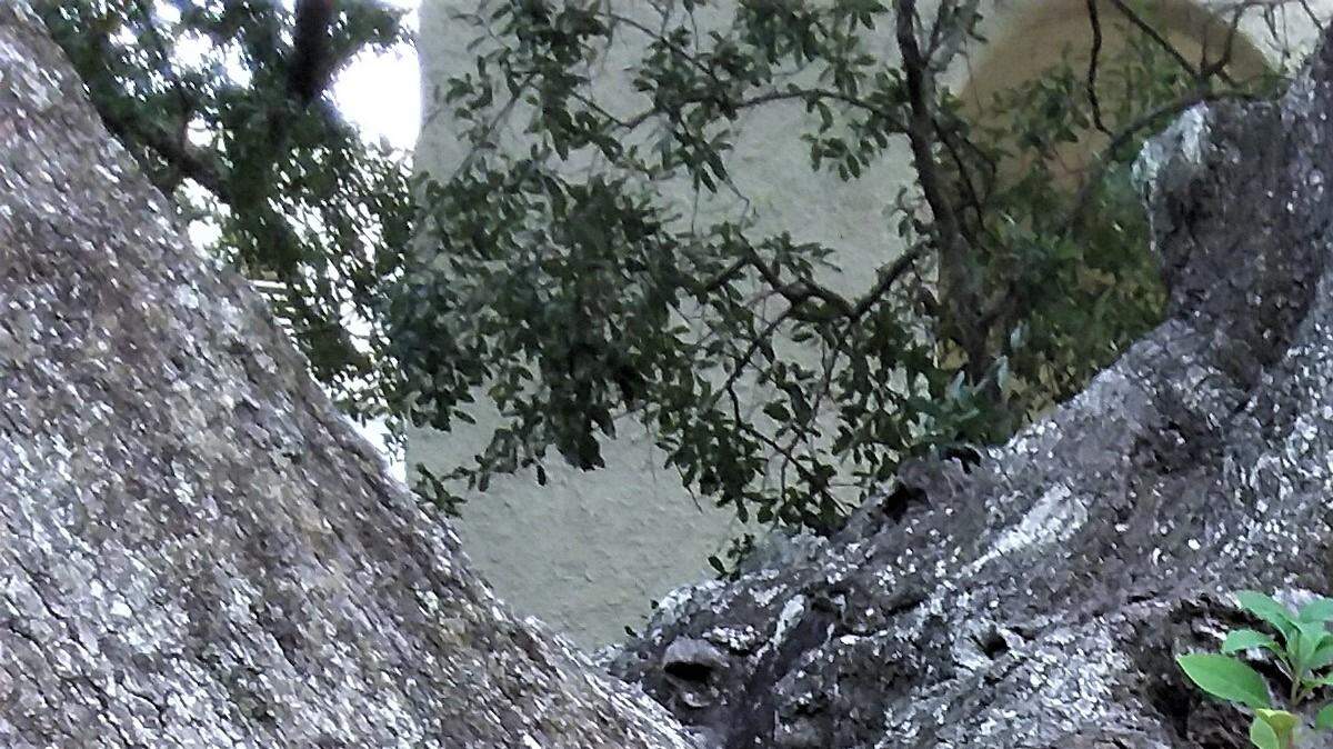 When a multi-limbed branch broke off of the the massive trunk of Friendship Oak in Long Beach, the tree was trimmed by Live Oak experts and the scars surprisingly show how healthy the wood is of this 500-plus year old tree. The oak is a popular tourist attraction for the Mississippi Coast.