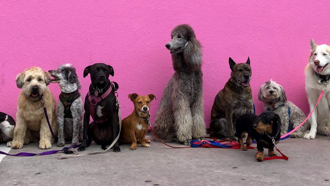 Here are the most popular dog breeds in MS. See if your dog made the list