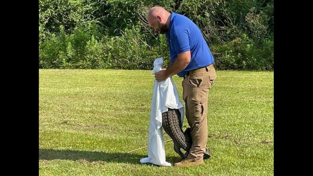 The alligator was wrestled into submission and taken to the Pascagoula River where it was released, according to the Perry County Sheriff’s Office in Mississippi.