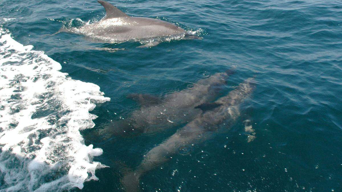 Bottlenose dolphins in Charleston Harbor have microplastics that could indicate a threat to human health, according to ongoing research.