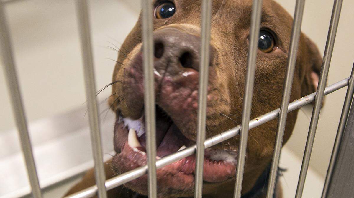 One of two pit bulls confiscated from an owner after one of them attacked a mail carrier in 2015 in Wichita, Kansas