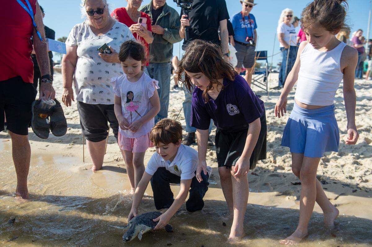 A Kemp’s ridley sea turtle is released back into the wild on Wednesday, March 12, 2025.