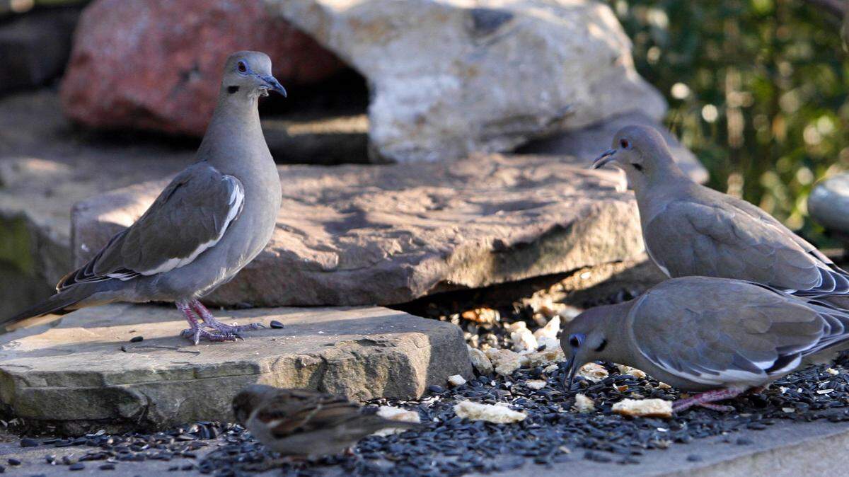 ASSOCIATED PRESS 
 Dove season ends Jan. 15.