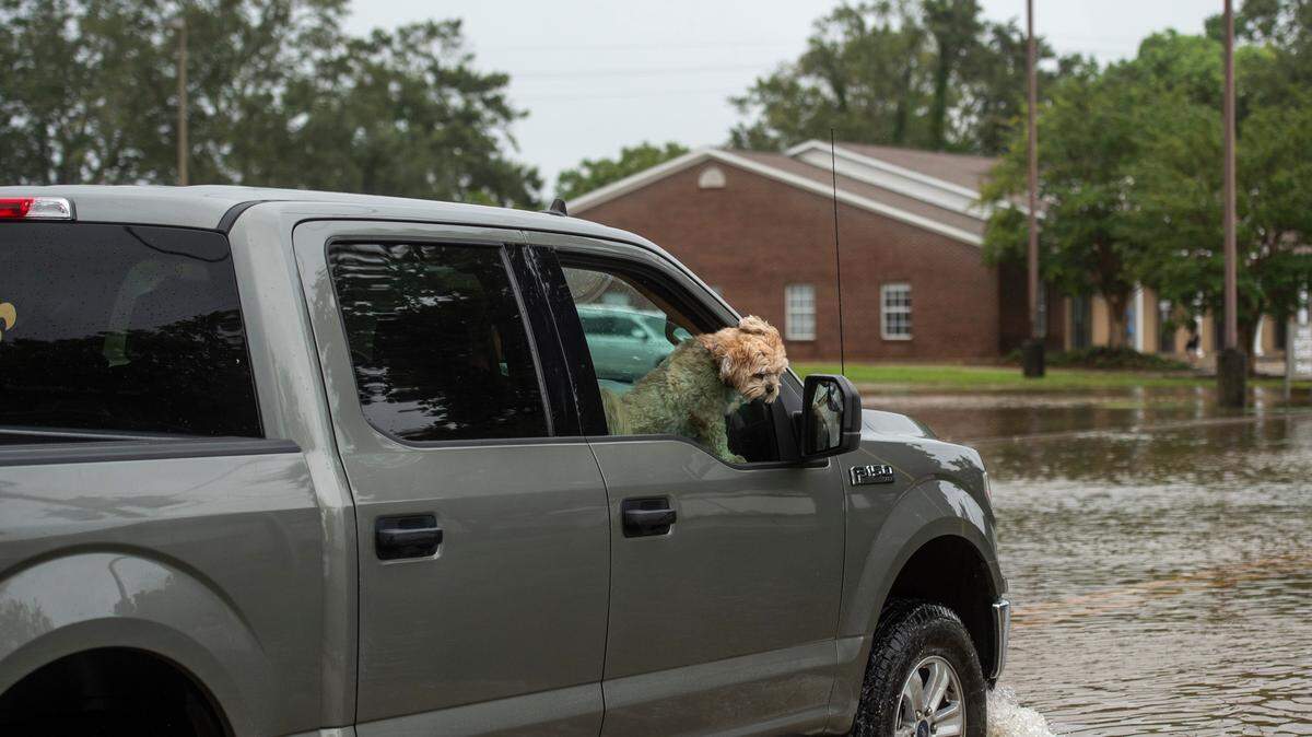 Pets like dogs and cats do not have to be restrained in North Carolina, but state law requires them not to be distractions while riding in a vehicle.