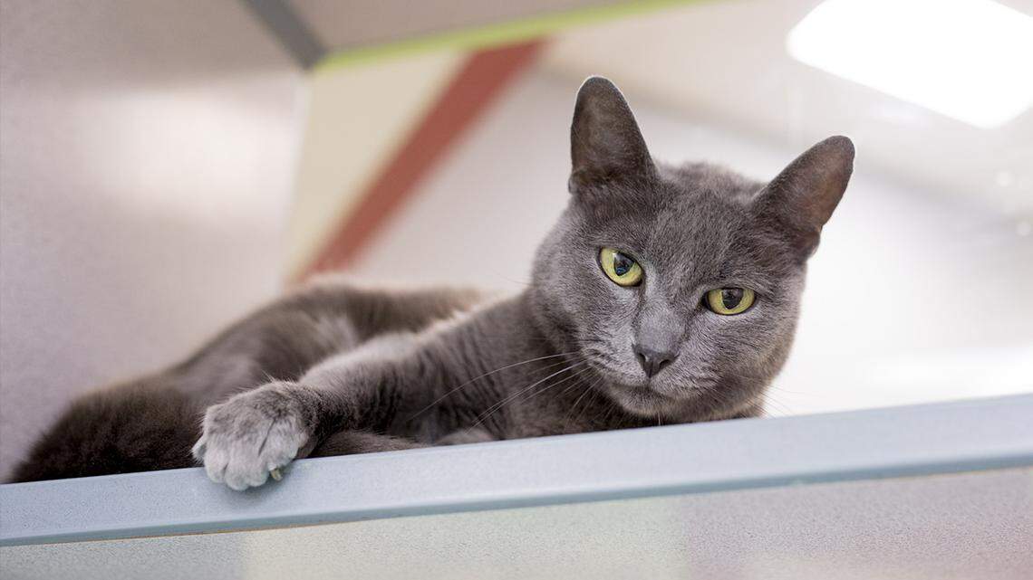 Pet of the week from HSSM