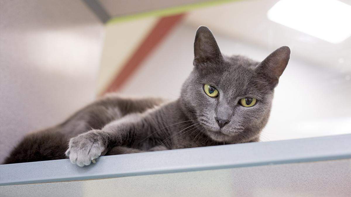 Minx (31238559), a 6-year-old neutered male domestic shorthair mix, is the featured pet of the week for the Humane Society of South Mississippi, 2615 U.S. 49, Gulfport. For details about adopting a pet, call 863-3354 or check out hssm.org. All animals adopted through HSSM are spayed/neutered, given shots and are microchipped. Other pets are also available at the Hancock County Animal Shelter, 7175 Texas Flat Road, Kiln, 466-4516, or the Jackson County Animal Shelter, 4400 Audubon Drive, Gautier, 497-6350. Contact each shelter for adoption fees.