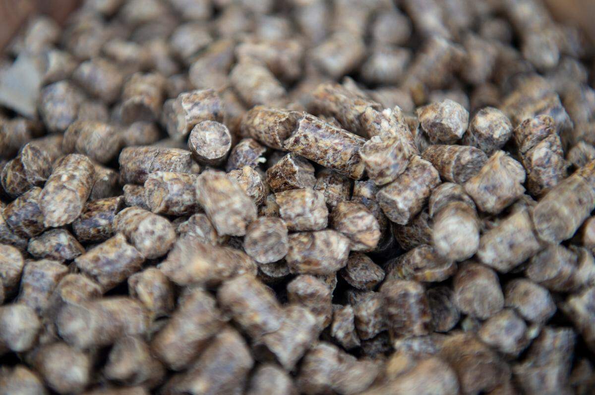 Wood pellets produced by Enviva were on display during a ceremony for Enviva’s first shipment out of their new terminal at the Port of Pascagoula in 2022. The pellets are burned for fuel and most are shipped overseas.