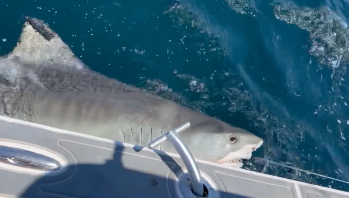 Hanna, a tiger shark, was tagged in April off the coast of Jacksonville, Florida. The pregnant shark has since journeyed 2,000 miles into the warm waters off Biloxi. Her travels can be tracked online with the OCEARCH shark tracker.