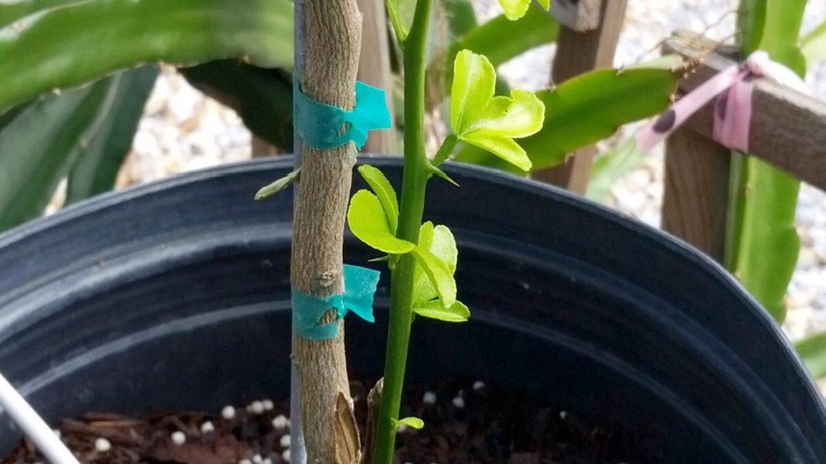 GARY BACHMAN/MISSISSIPPI STATE UNIVERSITY EXTENSIONNow is a good time to check citrus trees for unwanted shoots that sprout near the base. Remove these as any fruit they produce will be inedible.