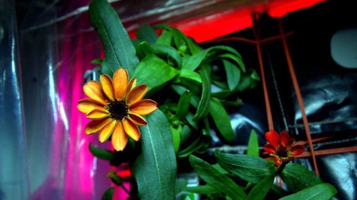 Zinnia flowers on the International Space Station seen on Jan. 16, 2016, are the first flowers grown in space part of the Veggie facility and experiment. (Scott Kelly/NASA/TNS)